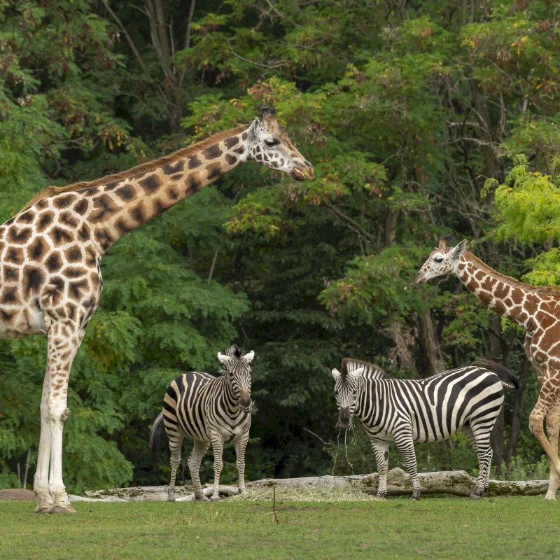 Two giraffes and two zebras graze in a lush field, a highlight for any La Jolla itinerary.